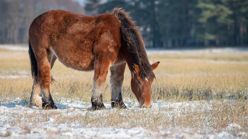 Horse with winter coat standing in the pasture
