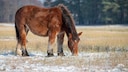 Horse with winter coat standing in the pasture