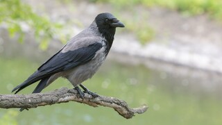 Corvids