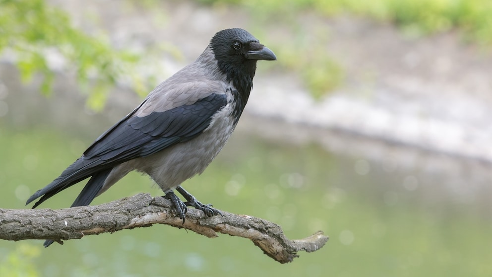 Corvids