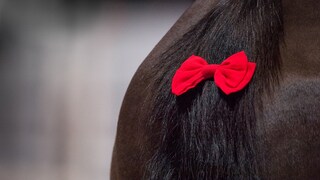 Red ribbon on a horse's tail