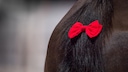 Red ribbon on a horse's tail