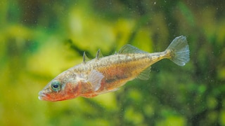 A stickleback in an aquarium