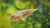 A stickleback in an aquarium