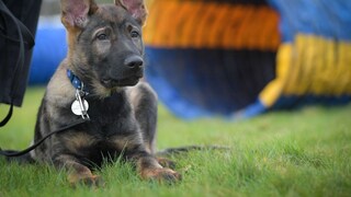 Puppy sits in front of tunnel on meadow