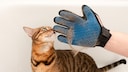 A Bengal cat is being groomed with a massage glove.