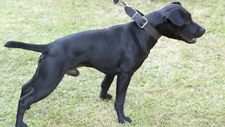The Patterdale Terrier originates from rural England and was bred for hunting foxes and badgers.