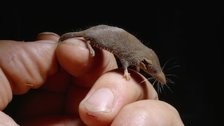 Etruscan shrew (Suncus etruscus) on hand