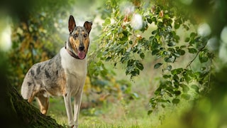 Although the Smooth Collie matches the famous TV star "Lassie" in intelligence and sociability, it lives in the shadow of the Rough Collie.