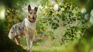 Although the Smooth Collie matches the famous TV star "Lassie" in intelligence and sociability, it lives in the shadow of the Rough Collie.