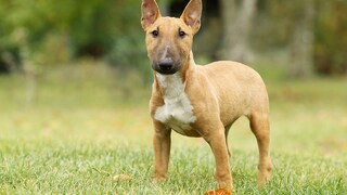 Somewhere between a lovable clown and a stubborn mule lies the temperament of the Miniature Bull Terrier.