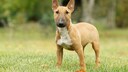 Somewhere between a lovable clown and a stubborn mule lies the temperament of the Miniature Bull Terrier.