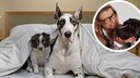 Border collie puppy and Great Dane lie under the blanket in bed.