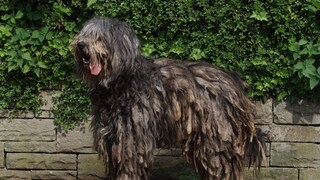 Bergamasco Shepherd Dog