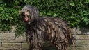 Bergamasco Shepherd Dog