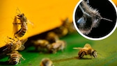 Previously, it was assumed that age and external factors primarily influenced whether bees were more likely to sting. However, a new study reveals that the individual character of honeybees plays a significant role.