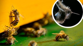 Previously, it was assumed that age and external factors primarily influenced whether bees were more likely to sting. However, a new study reveals that the individual character of honeybees plays a significant role.