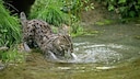 A fishing cat in its natural habitat