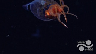 Giant Squid in the Deep Sea