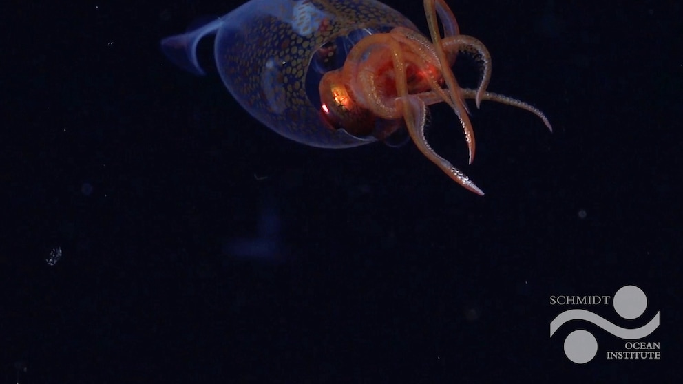 Giant Squid in the Deep Sea