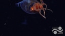 Giant Squid in the Deep Sea