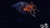 Giant Squid in the Deep Sea