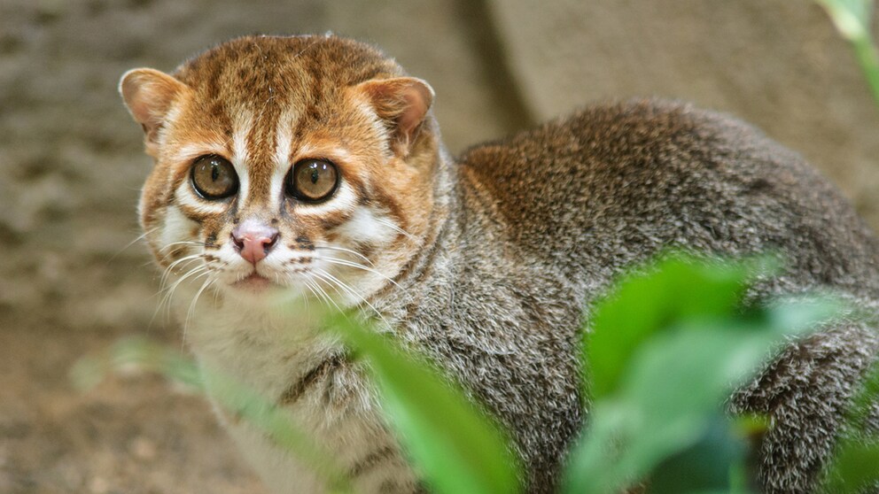 A Flat-headed Cat in the Jungle