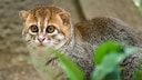 A Flat-headed Cat in the Jungle