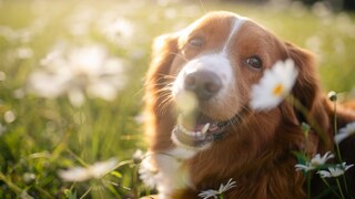 Spring Fever in Dogs