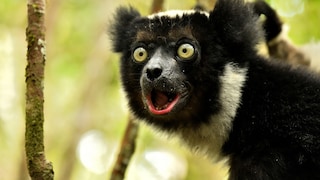 Lemur (Indri indri) on trees in the forest with open mouth