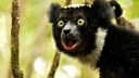Lemur (Indri indri) on trees in the forest with open mouth