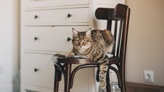 Cat on Chair