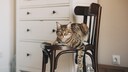 Cat on Chair