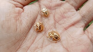 Golden tortoise beetles on human hands