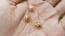 Golden tortoise beetles on human hands