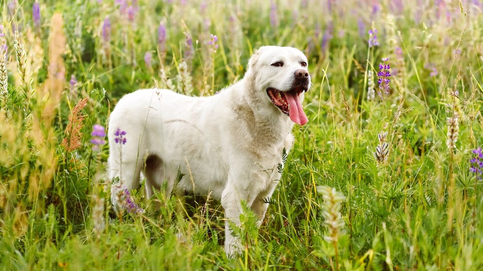A Central Asian Ovcharka frolics in a flower meadow.