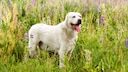 A Central Asian Ovcharka frolics in a flower meadow.
