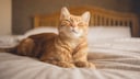 Cat lying on bed