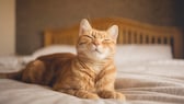 Cat lying on bed