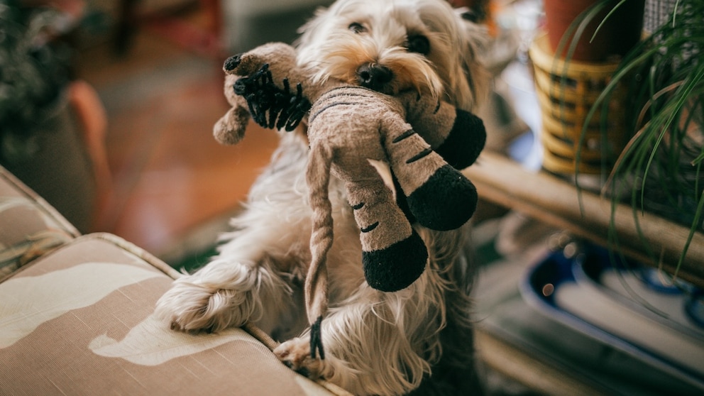 Yorkshire Terrier with stuffed animal in mouth