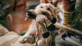 Yorkshire Terrier with stuffed animal in mouth