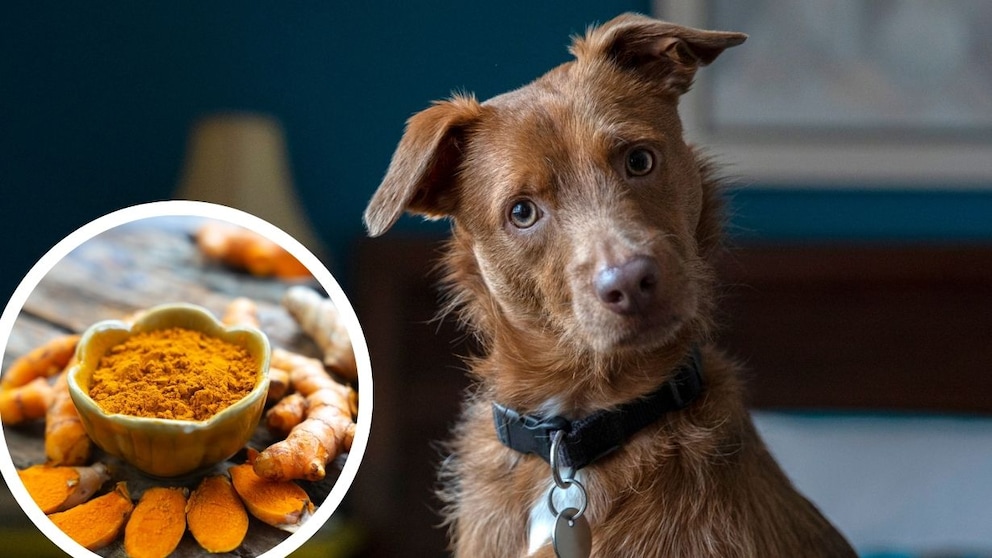 Is Turmeric Suitable for Dogs? Here's What a Nutrition Expert Says