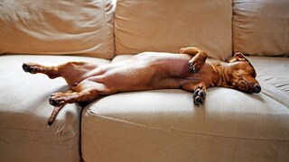 Dachshund Sleeps on a Sofa