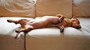 Dachshund Sleeps on a Sofa