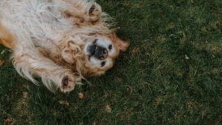 A relaxed golden retriever lying on its back in the grass, showing its belly.