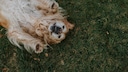A relaxed golden retriever lying on its back in the grass, showing its belly.