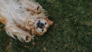 A relaxed golden retriever lying on its back in the grass, showing its belly.