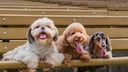 Shih Tzu, poodle, and dachshund lie side by side on a bench outside.
