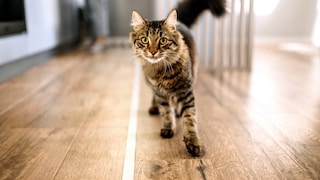 Cat Leads the Way