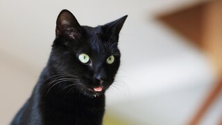 A black cat sits with its tongue out, drooling.